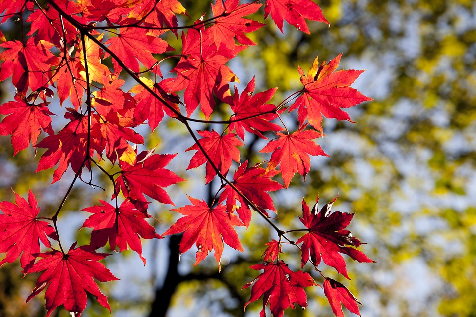 feuilles érable automne