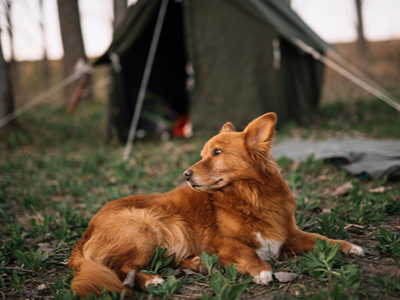 Chien devant une tente dans un camping pet friendly.